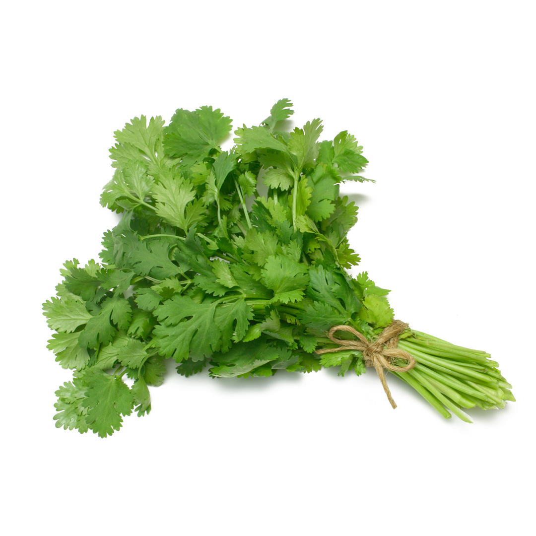 Cilantro | Huerto